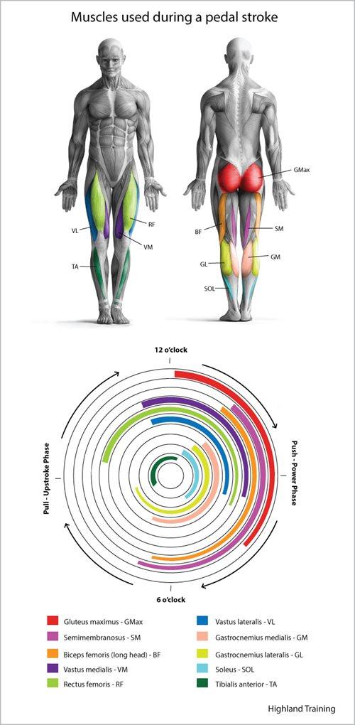 Hvilke muskler bruges under cykling? SIROKO CYCLING COMMUNITY
